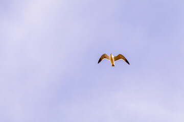 Franklin Gull in Flight