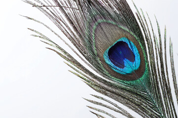 One beautiful peacock feather on white background, closeup