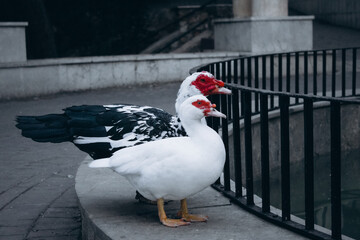 Two white goose on the roof