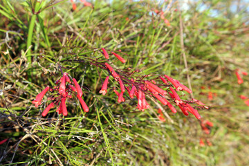 Red pink flowers on a Firecracker Plant (Russelia) plant in a garden