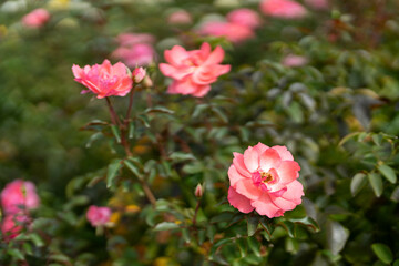 淡いピンクの薔薇　秋バラ