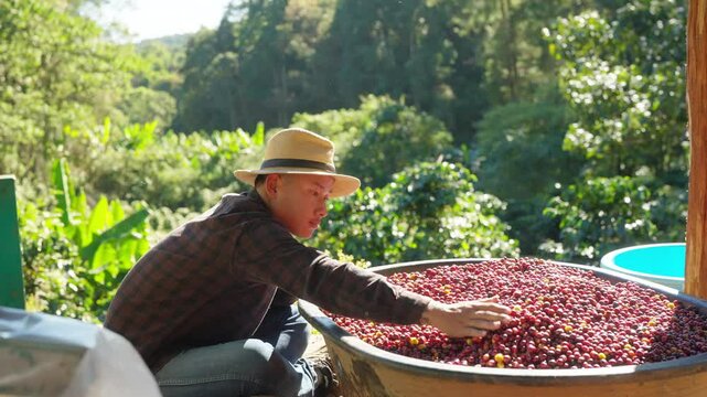 Asian man farmer removing red cherry coffee beans shell in shelling machine in coffee plantation. Farm worker growing and harvesting organic arabica coffee berries. Food and drink industry concept.