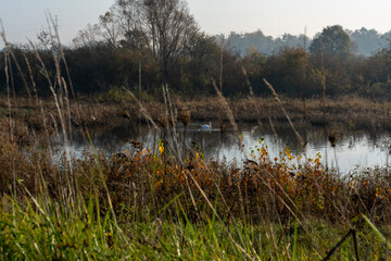 Graceful white swan swimming in a serene pond surrounded by autumn grasses and foliage on misty morning. Concept of peaceful nature scene and seasonal beauty.