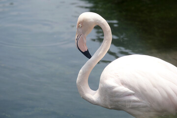 Close Up Of Flamingo Against Water Lake Background
