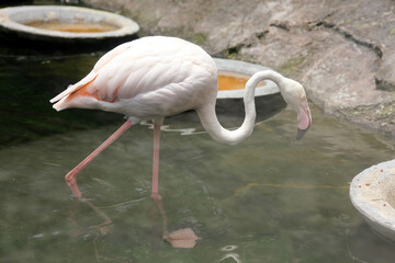 Portrait of Flamingo Walking While Looking For Fish on Water 