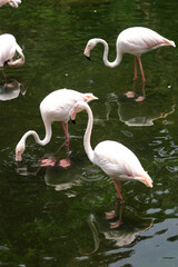 Group of Flamingos or Flamboyance Stand and Looking For Fish on Water Lake