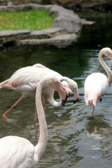 Group of Flamingos Walking and Drinking Water Lake at The Zoo