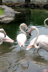 Group of Flamingos Walking and Drinking Water Lake at The Zoo