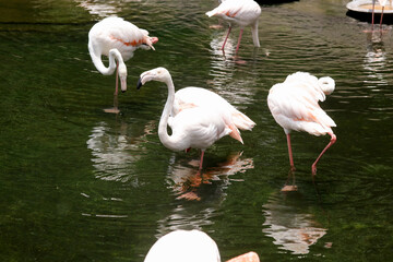 Group of Flamingos Walking and Drinking Water Lake at The Zoo