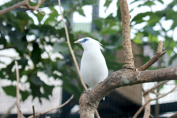 White Bird With Blue Eyes Called Bali Myna Stand on Branch Against Big Bird Aviary Background