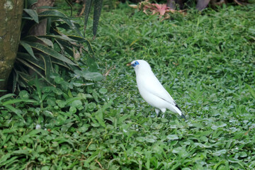 White Bird With Blue Eyes and Yellow Beak Called Bali Myna Stand on Grass Against Nature Background