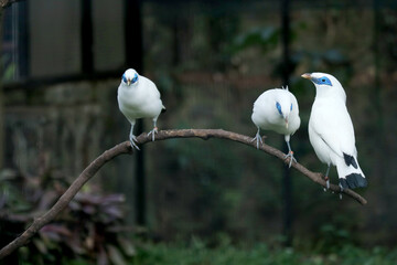 Group of White Bird With Blue Eyes Called Bali Myna Resting on Branch in Big Bird Aviary Over Nature Background