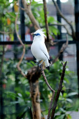 White Bird With Blue Eyes Called Bali Myna Resting on Branch in Big Bird Aviary Over Nature Background