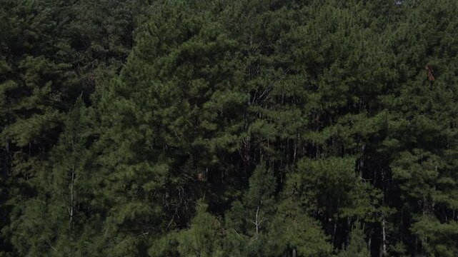 drone video of pine trees in the forest, the drone flies up and the camera forwards
