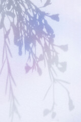 컬러풀한 식물 그림자 배경,표지 이미지