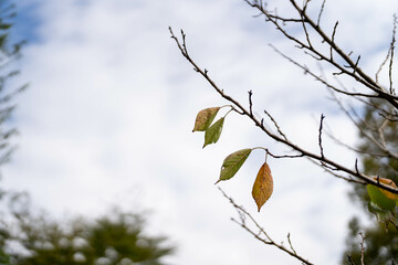 木の葉残る秋の木々