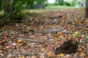 落ち葉がある秋の風景