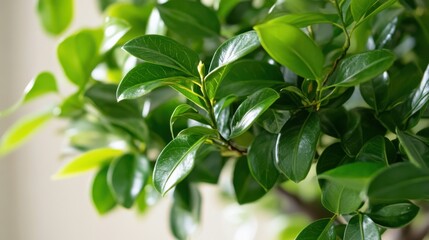 Fototapeta premium A lush money tree with vibrant green leaves, symbolizing