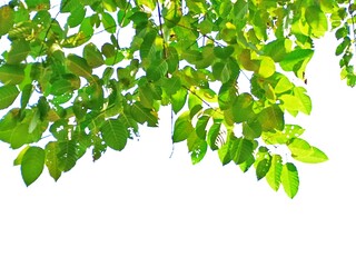 Green Leaves Branching Out: A lush and vibrant branch of leaves cascades down, creating a natural border against a white background. The leaves are illuminated by the sun.