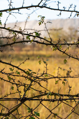 Close-up of barbed wire entwined with thorny branches and green leaves against blurred autumn landscape on a bright, sunny day. Concept of nature, resilience, rural life, and seasonal charm.