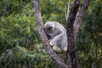 Australian Koala resting in a tree fork