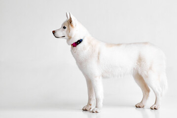Side Profile of White Husky in Studio
