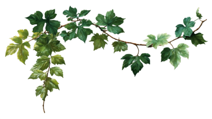 Refined Watercolor Leafy Vine Artwork (PNG)