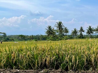 A group of people are working in a field of rice. The field is lush and green, with palm trees in the background. The people are wearing hats and carrying baskets