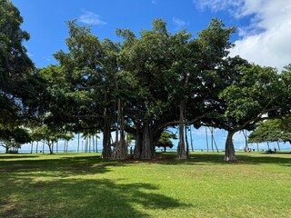 Banyan tree in the park