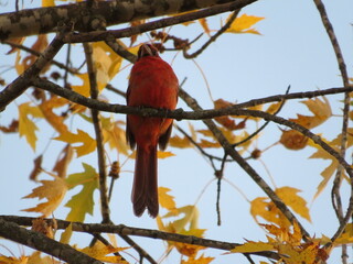 Chesty Cardinal