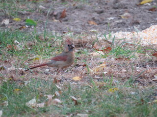 Female on the Ground