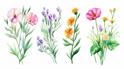 flowers isolated on white