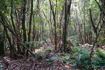 wild forest with old trees and vines