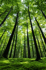 Obraz premium close up of lush green moss with blurred background of trees and garden path.