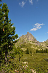 A look through the trunks of tall cedars at a steep climb into a high rock on a sunny summer day.