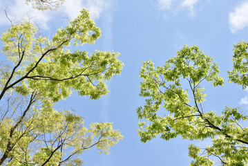 新緑と青空