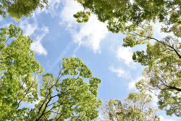 新緑と青空