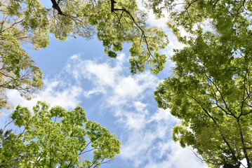 新緑と青空