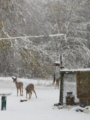 Snowy Strool