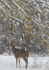 Doe Standing In Snow 