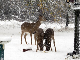 Doe and Young Pair