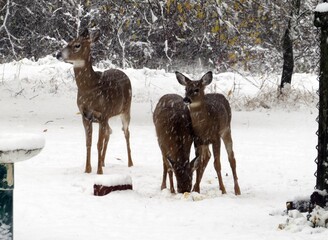 Trio on the Trail 