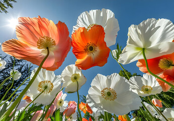 Obraz premium A vibrant field of orange and white flowers under a clear blue sky.