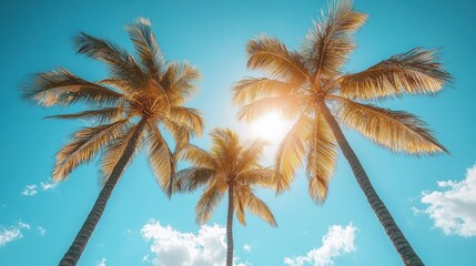 Palm Trees in a Sunny Sky