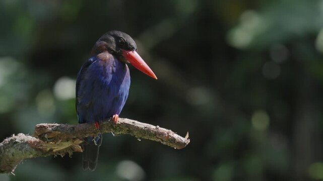javan kingfisher