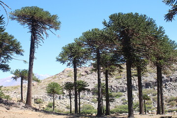 Landscape of the Argentine Patagonia with mountains, rivers and desert