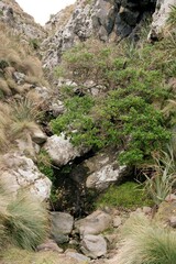 Tree, Rocks, and Tiny Waterfall: Tranquil Nature Scene
