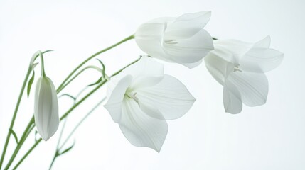 Fototapeta premium White bell flowers in high resolution on a seamless