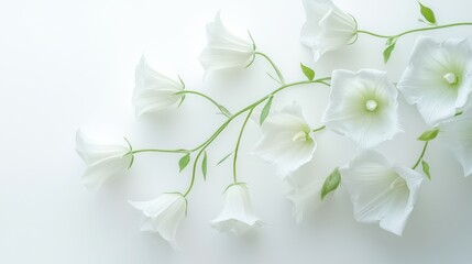 Fototapeta premium White bell flowers in high resolution on a seamless