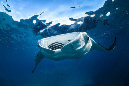 View of a manta ray gliding effortlessly through the clear waters of Oahu, highlighting its graceful movement and massive size.